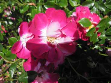 Bodendecker-Rose Lipstick2